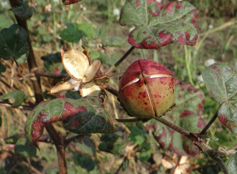 Effects Of Potassium Humate On Cotton