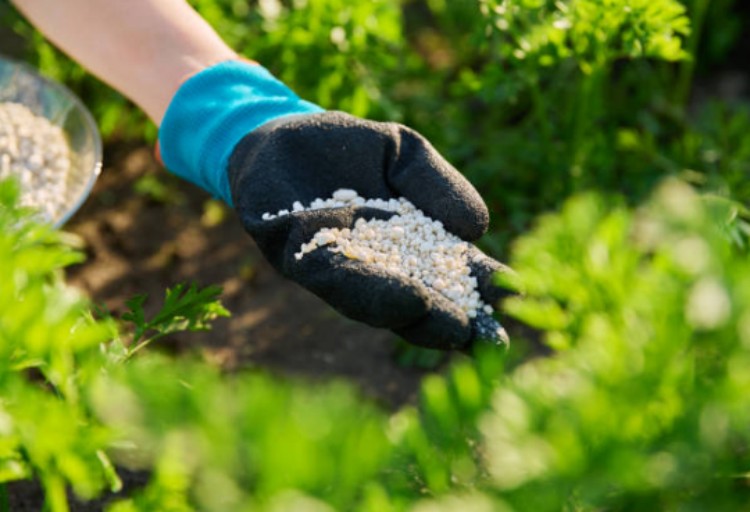 What Is Granular Organic Fertilizer?