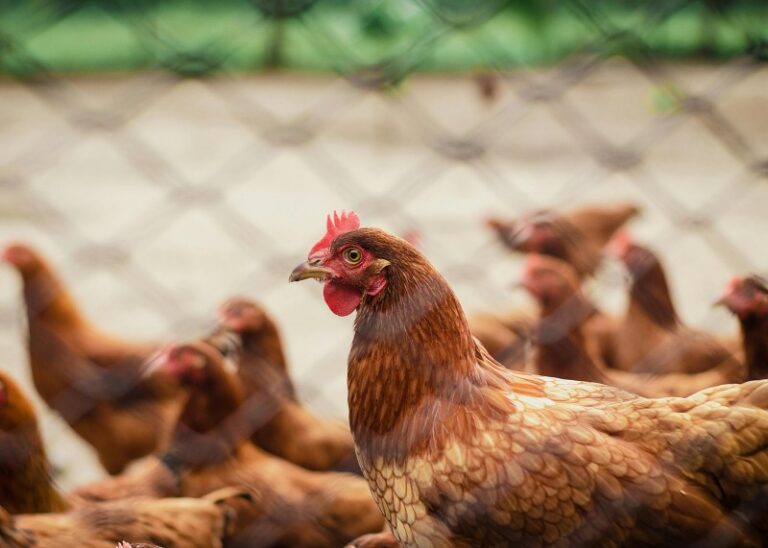 What is sodium humate used for in poultry?