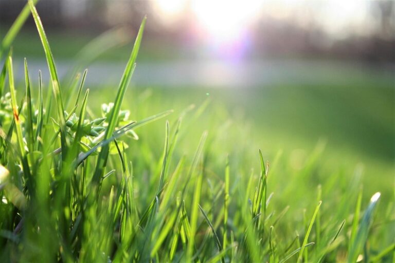 Is slow-release fertilizer good for plants?