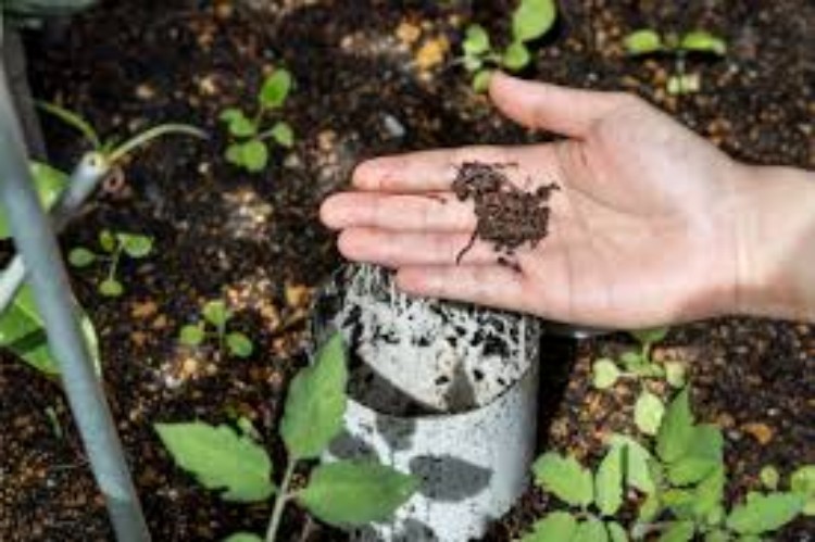 What is vermicompost and its uses?